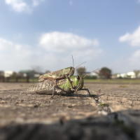 親子バッタ
