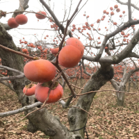 柿の木とたくさんの柿の実