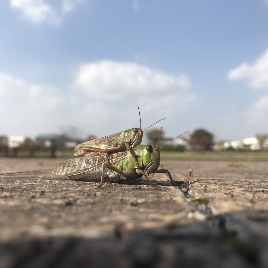 親子バッタ