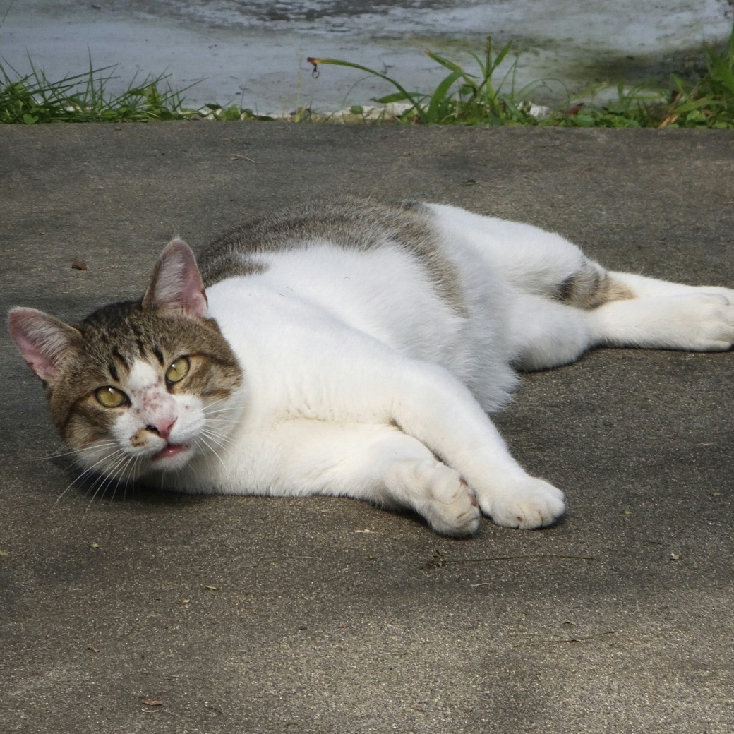 横たわりハッとした顔でこちらを見る猫