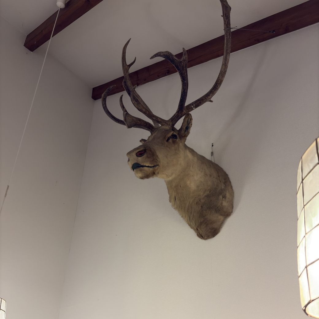 壁から突き出した鹿の頭部