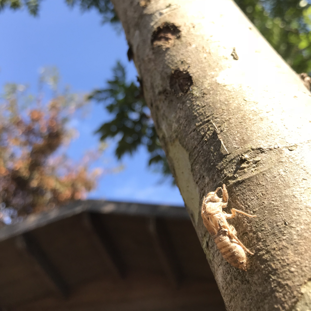 天を目指して木をよじ登るセミの抜け殻