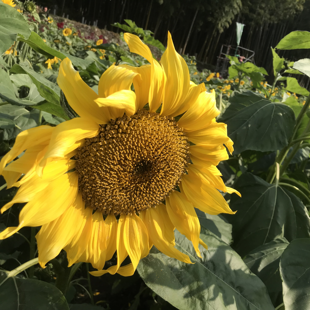 大きなひまわり