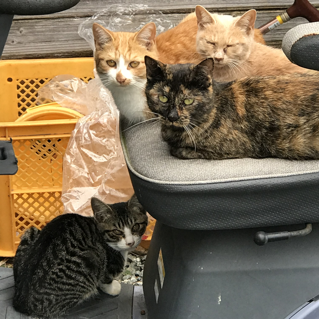 こちらを睨む4匹の猫